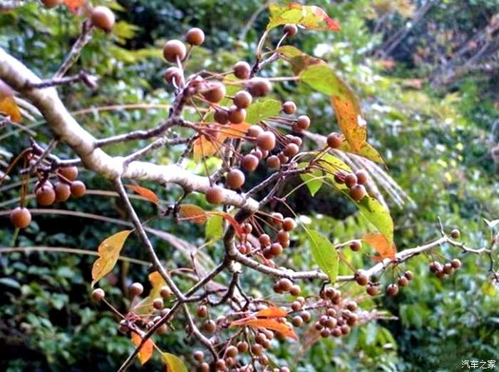 山上的野山楂果,你去摘过吗?