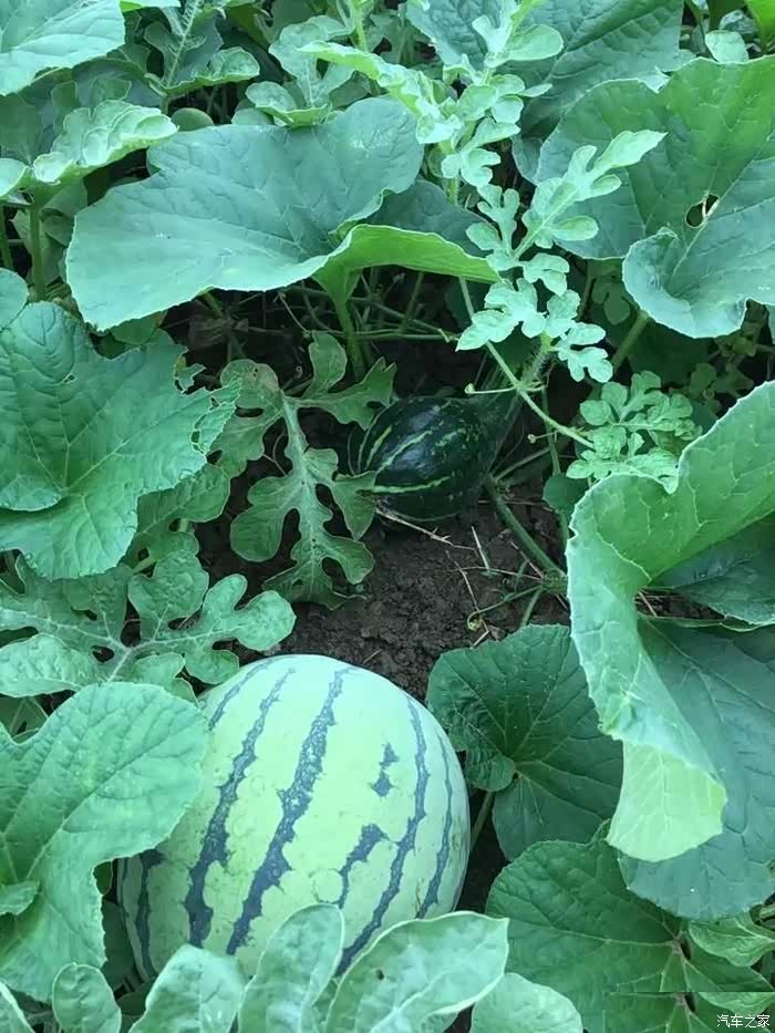 西瓜怎么长出来的过程动画 500_wKgHGFtqe-2AfhTkAAIPeukUyOk686.jpg