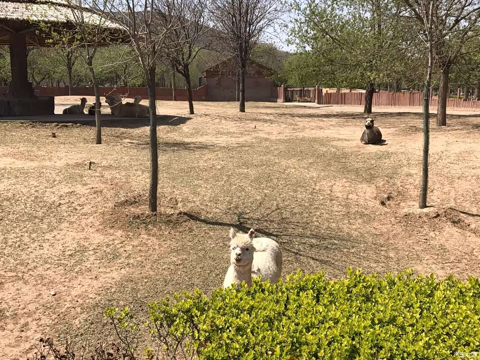 嘉旅自驾游—石家庄动物园