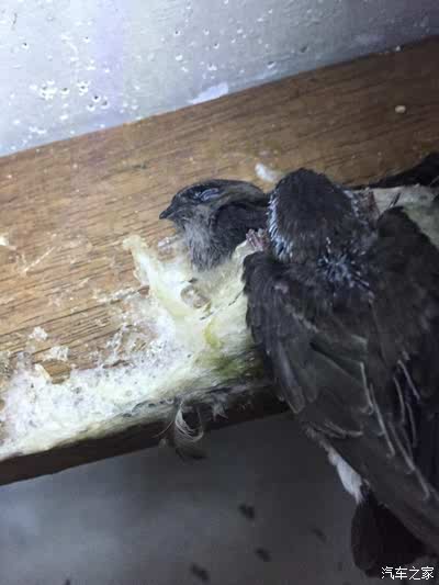 印尼苏门答腊岛棉兰燕窝之旅