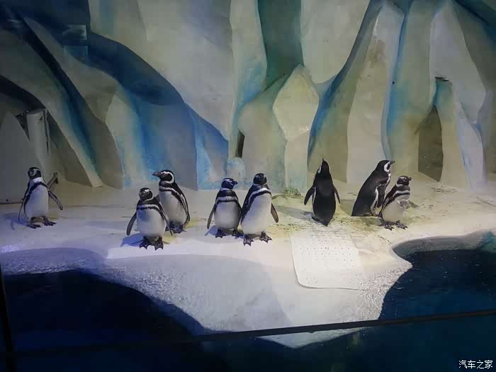 【图】【欢乐过大年】冬日抚顺皇家海洋馆一游