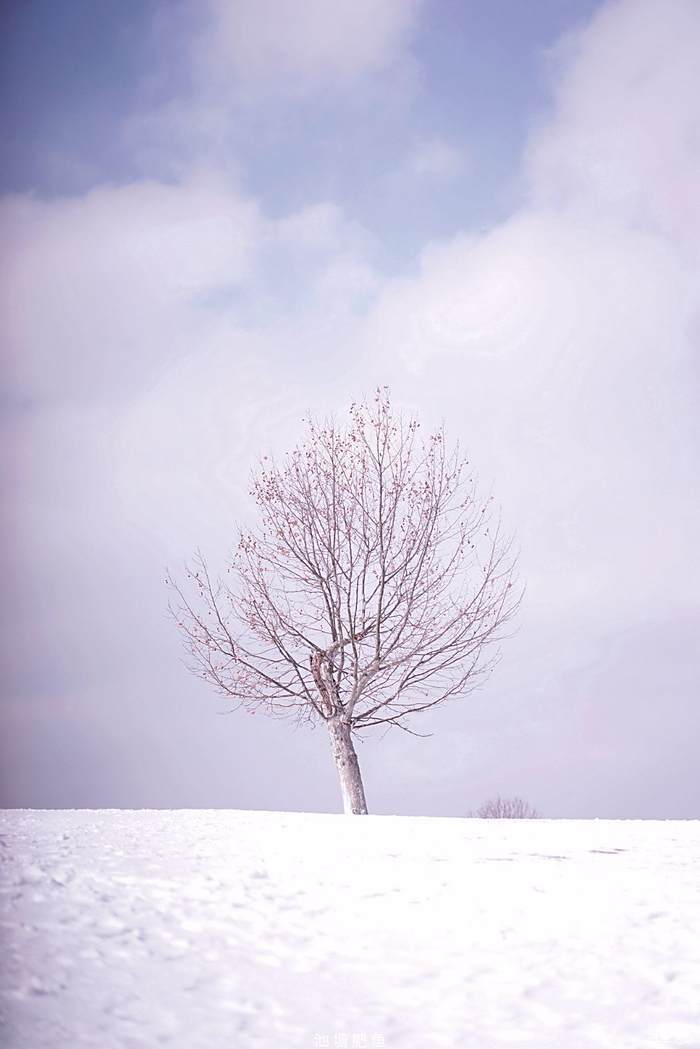 谢谢你.冬的雪.下的这么认真.