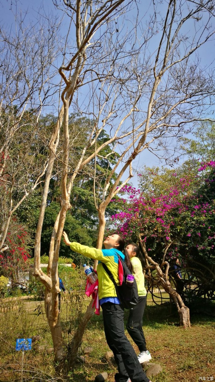 这树学名像叫紫薇吧,小名"痒痒树",它真的怕痒,轻轻抚摸它它真的枝头