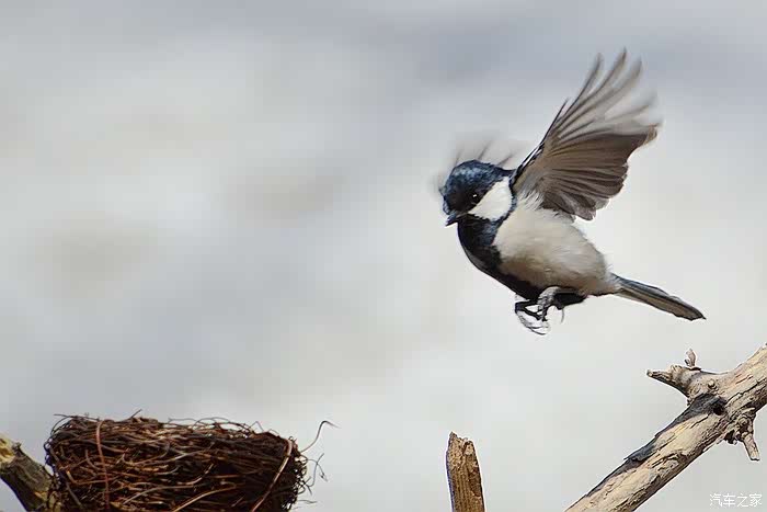 千山鸟飞绝万径人踪灭猜成语_千山鸟飞绝万径人踪灭(2)