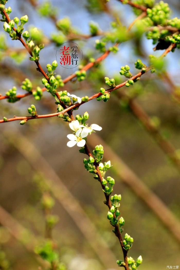 【老潮爱旅行】万木争春草长莺飞,恰是樱花盛开时!