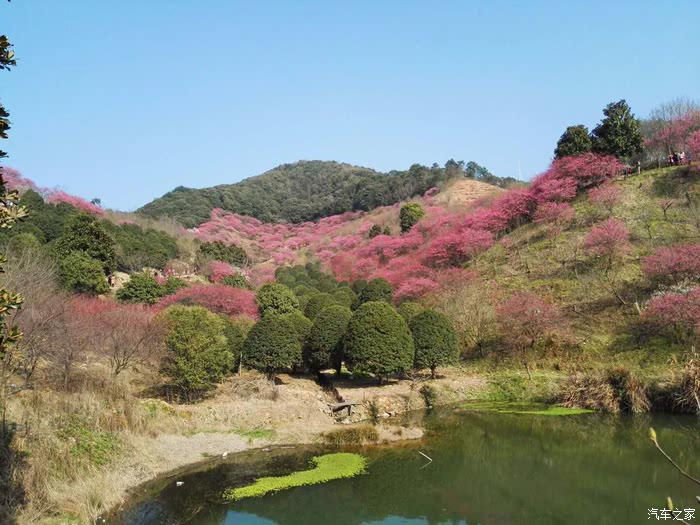 正月梅花香又香周末自驾宁波梅花谷
