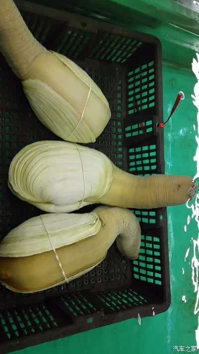 【陕西CS75车友会】651、探秘昆明海鲜市场