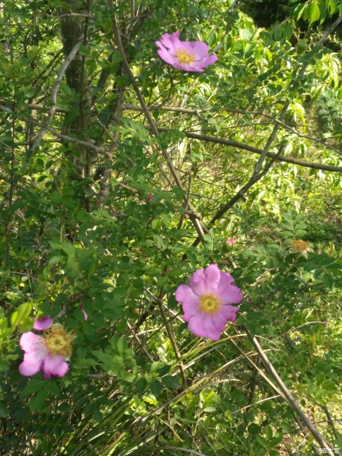 春暧花开回故乡简谱_大雁回故乡简谱