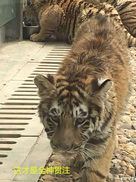 扬鞭策马 再向虎山行