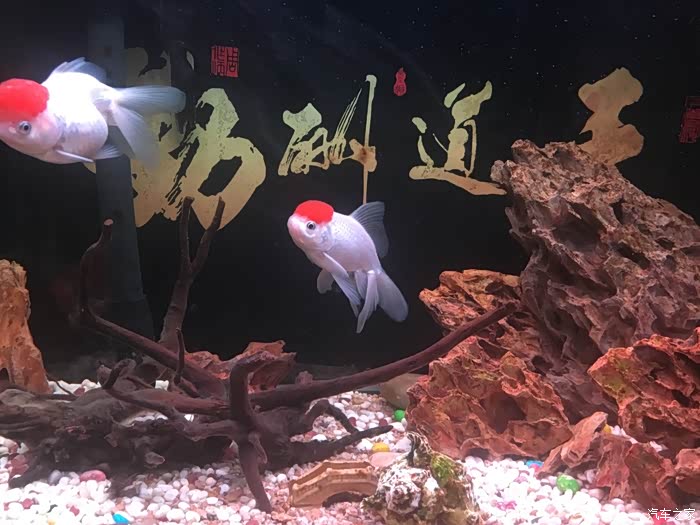 鱼儿水中游!