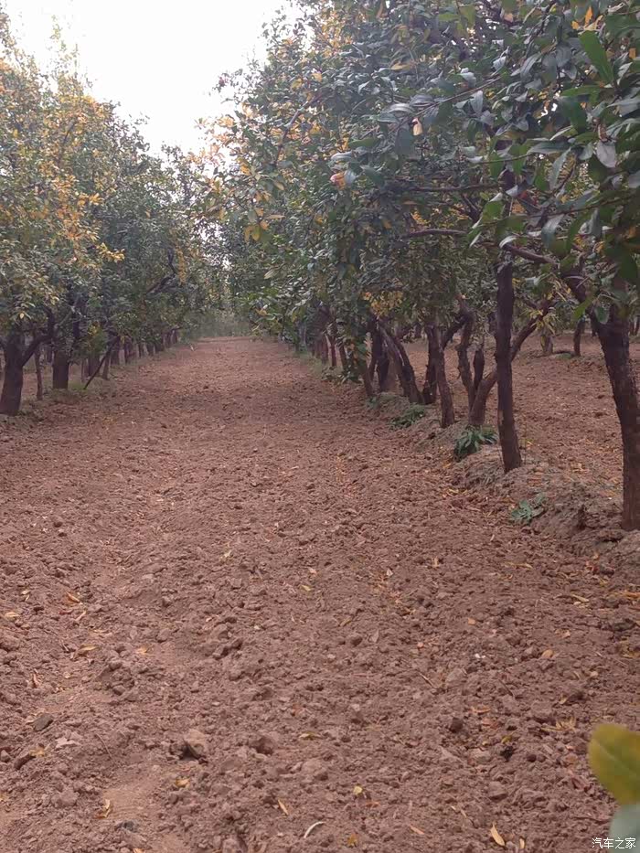 【图】荥阳河阴石榴基地之旅游观光采摘园_瑞