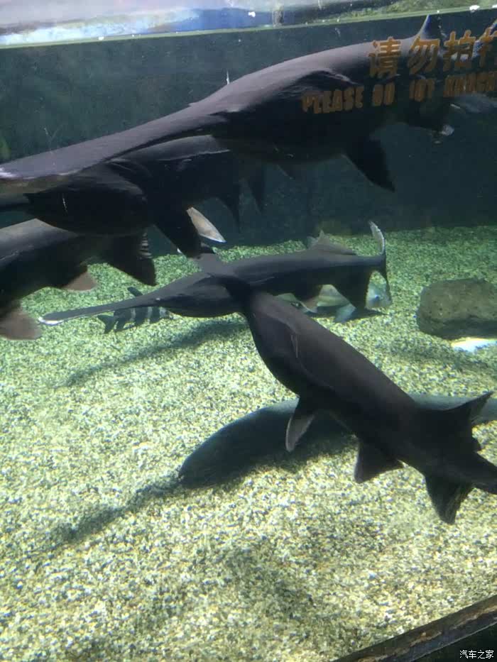 【图】春节温州苍南到福建福州海底世界来回6