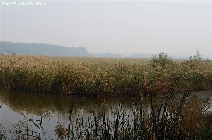 封丘县陈桥湿地鸟类保护区 青龙湖 纯自然风景