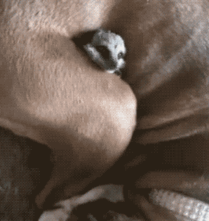 在ds论坛看到关于非独立悬挂的解释