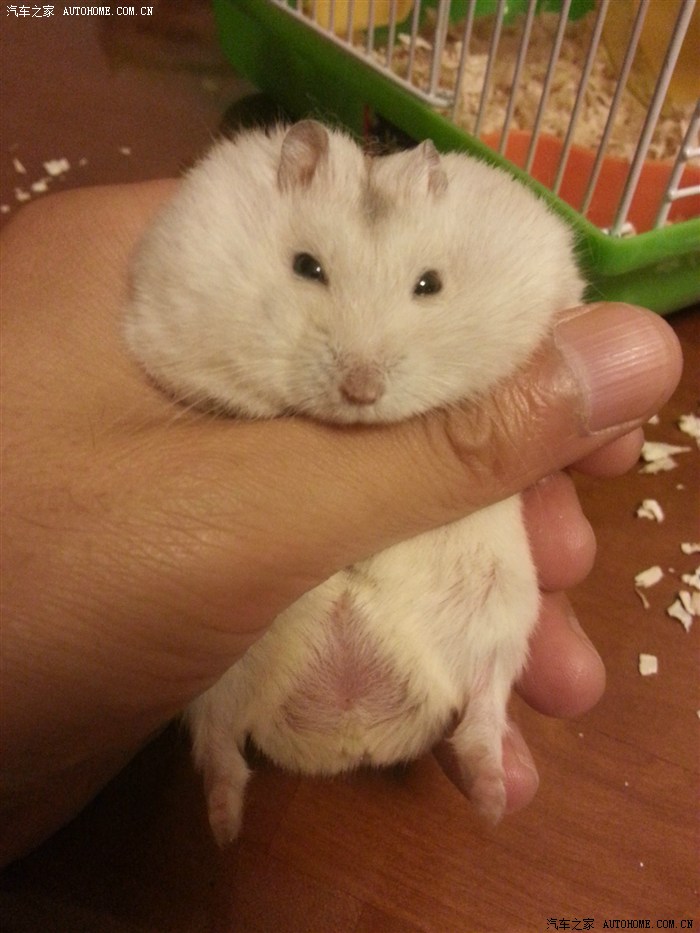 【图】如果让我当小白鼠还人见人爱,我宁愿选
