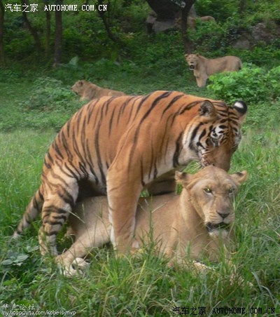【图】老虎与狮子谁更厉害?_雪铁龙C5论坛