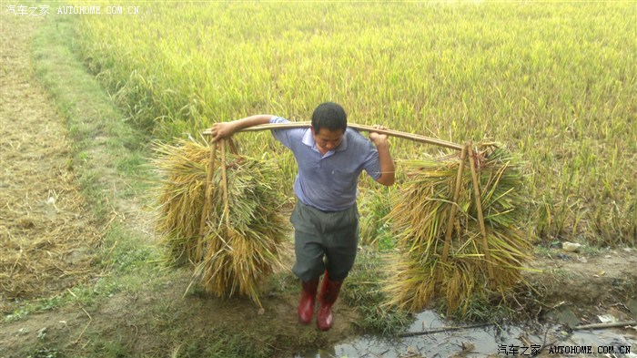【图】吃葡萄不吐葡萄皮 不吃葡萄倒吐葡萄皮