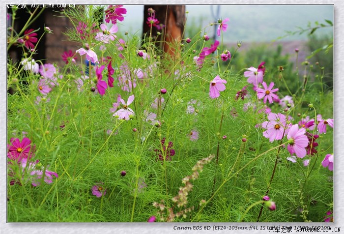 山上的野花你要采