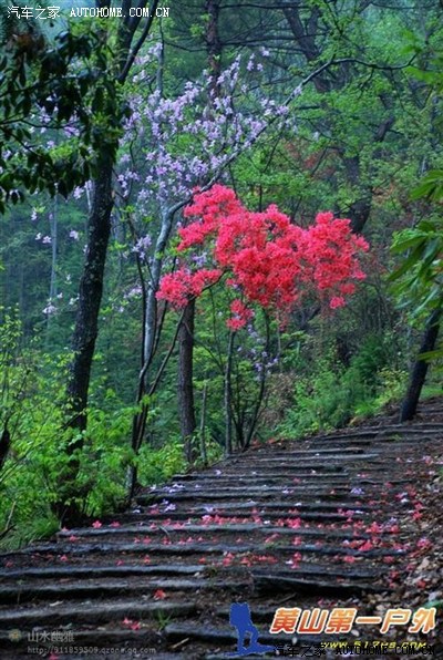 话说,古道两旁全是杜鹃花.