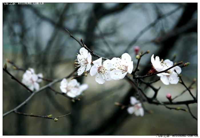 【图】大坪乡赏花,嶝嶝峡野炊_标致3008论坛