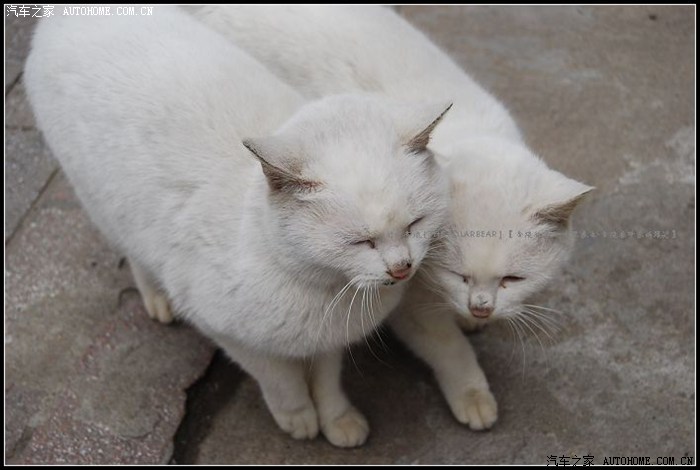 【图】见识哈什么叫耳鬓厮磨~~