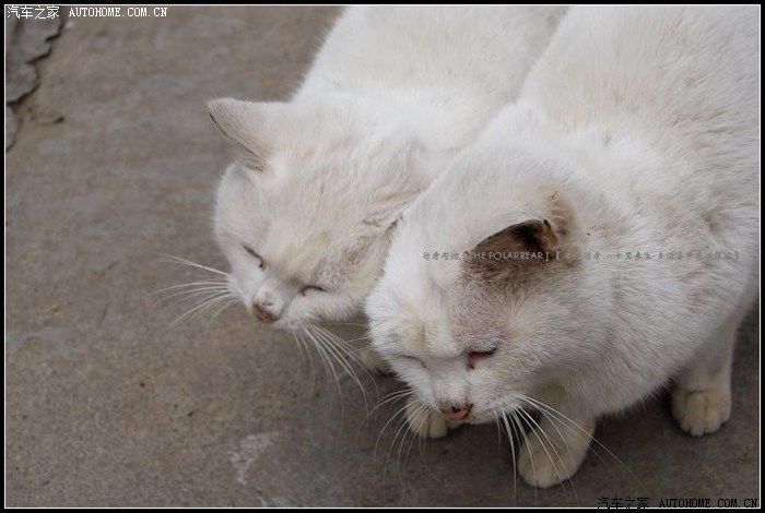 【图】见识哈什么叫耳鬓厮磨~~