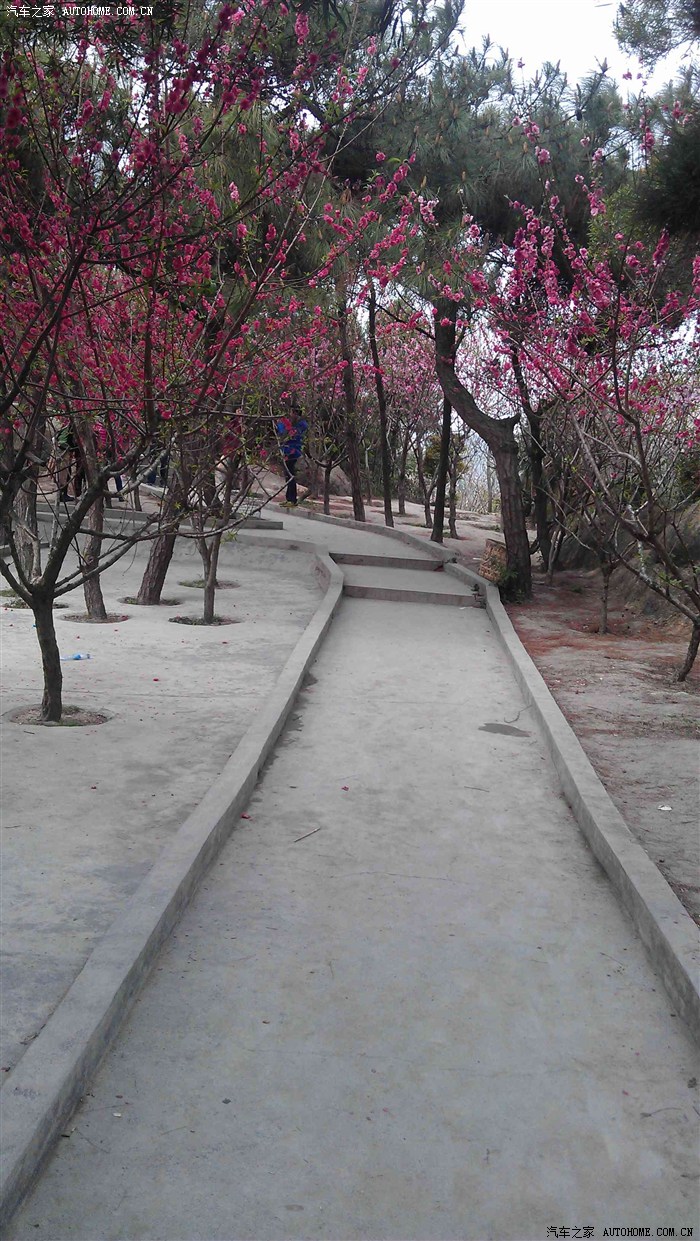 千树万树桃花开之汕头巨峰寺赏桃花