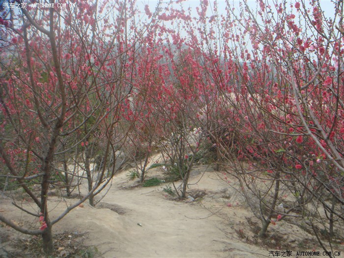 千树万树桃花开之汕头巨峰寺赏桃花