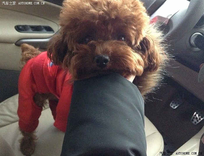 图】劝了多多好几次就是不听,无证驾驶被拍了