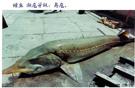 黑龙江名鱼:三花五罗十八子七十二杂鱼 - 雁 - 雁的博客 黑龙江名鱼:三花五罗十八子七十二杂鱼 - 雁 - 雁的博客