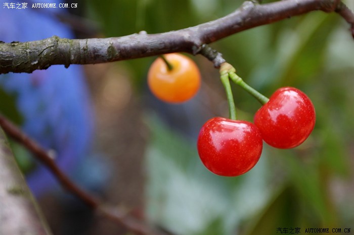 2013年清明节镇宁摘樱桃--吃到牙齿酸疼