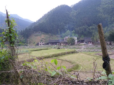 到祁阳县凤凰龙凼(dang)村寻找野生红豆杉_全新胜达论坛_手机汽车之家