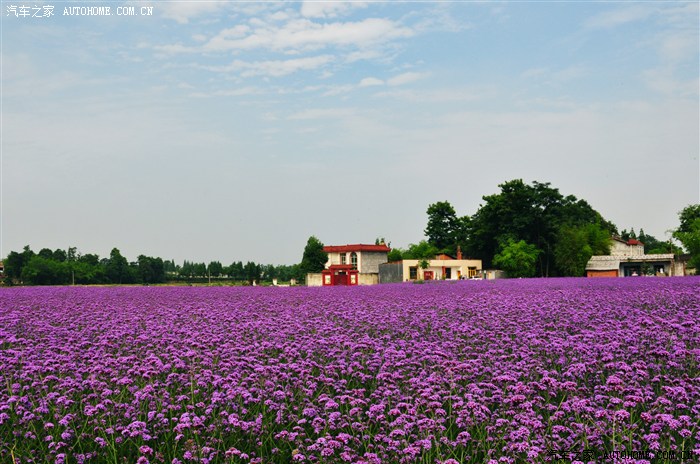 【图】那片熏衣草田