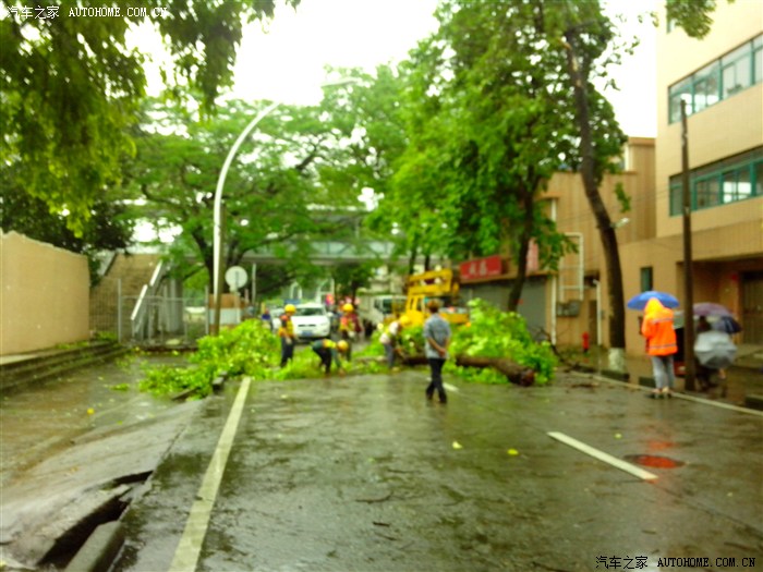 【图】狂风暴雨,树倒拦路,单行线,被逆行,被拍照