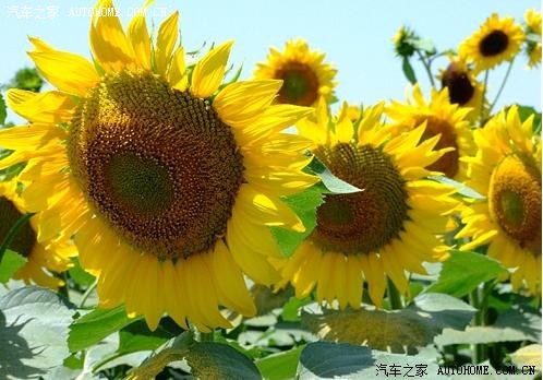 【图】青青园中葵,地上的太阳