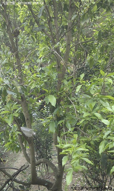 缅桂花树,花很香的