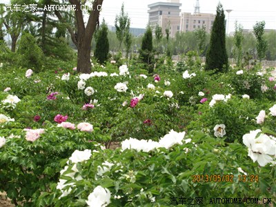 花开时节处处香——临夏十里牡丹长廊