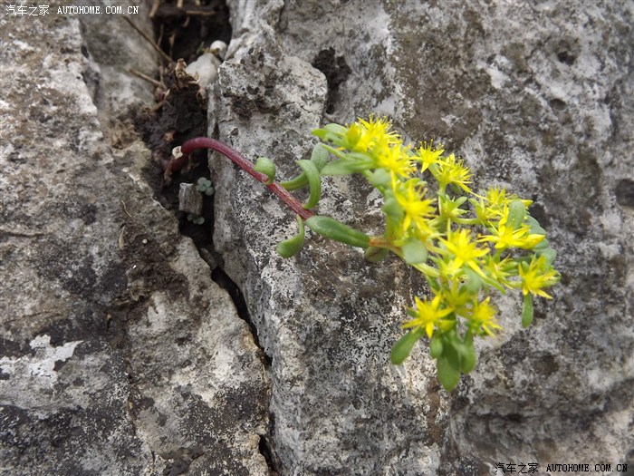 【图】五一小长假自驾安徽丫山花海石林_中华