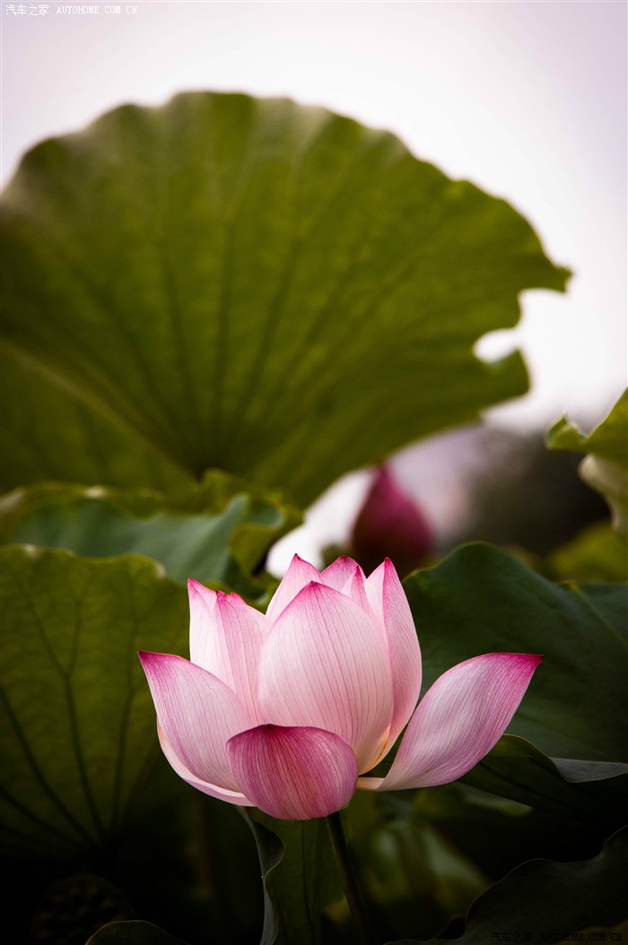 【图】【马成车友,烈士公园拍摄记】