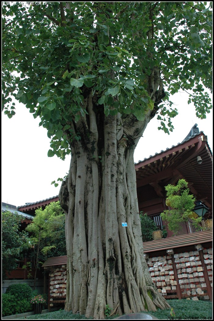 菩提树