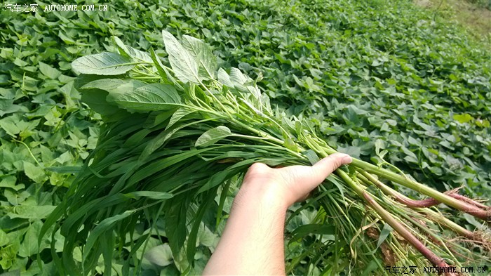 【图】1亩红薯地(续)有新模登场啊!~