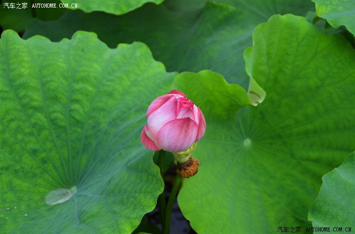 《春兰,夏荷,秋菊,冬梅》之夏荷-桂湖森林广场