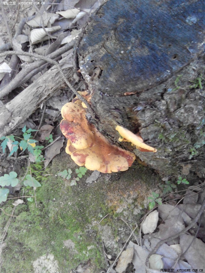 和找野灵芝的山,有些朋友没有看见过野灵芝长那里
