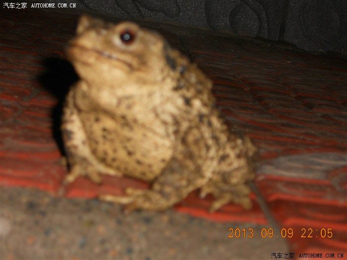 【图】看到活的金蟾了 好<em>大个</em> 有<em>照片</em> 看看交好