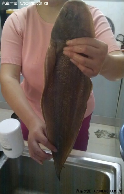 90元一斤的鳎米鱼