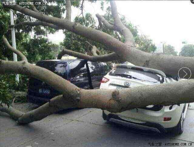 【图】台风刮树倒 35被树压_长安CS35论坛
