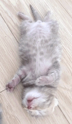 动物 猫 猫咪 小猫 桌面 276_476 竖版 竖屏 手机 gif 动态图 动图