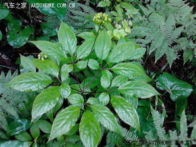 老车20多的年纪了三菱皮卡。后边是我家的参