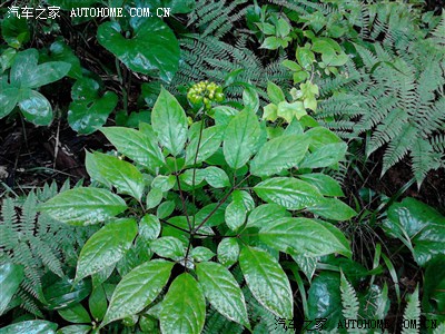 老车20多的年纪了三菱皮卡。后边是我家的参