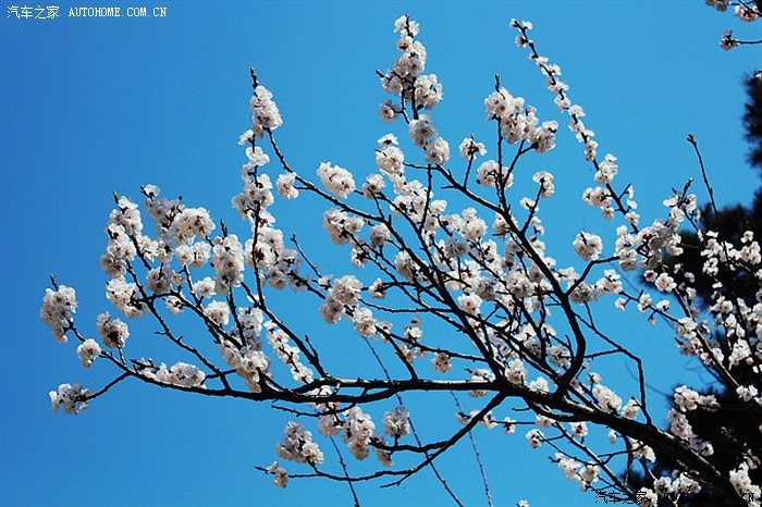 【图】春暖花开 踏青出行 北京京郊游 呼吸真正
